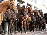 Amsterdam Police Horses